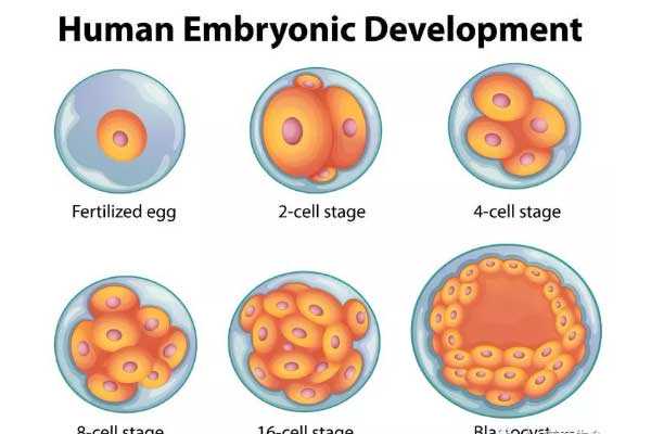 福州哪里招代生_马来西亚试管婴儿胚胎移植标准有哪些?
